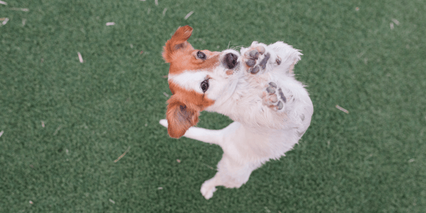 Apple Treats For Dogs - Bully Sticks Central