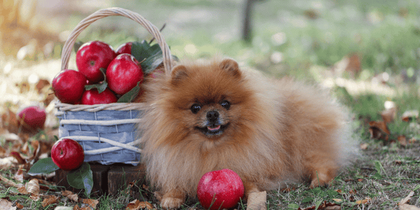 Apple Treats for Dogs - Bully Sticks Central