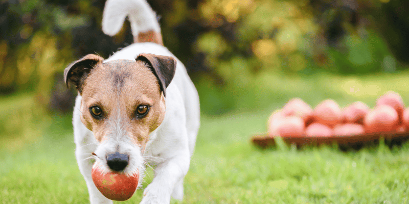 Applesauce Dog Treats - Bully Sticks Central