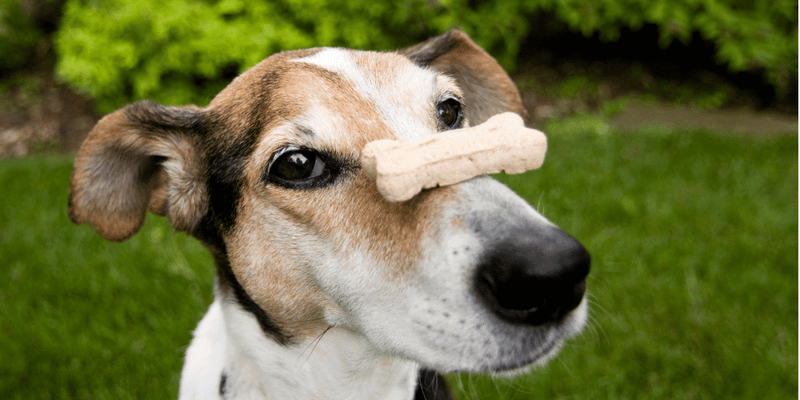 Baked Dog Treats Recipe - Bully Sticks Central