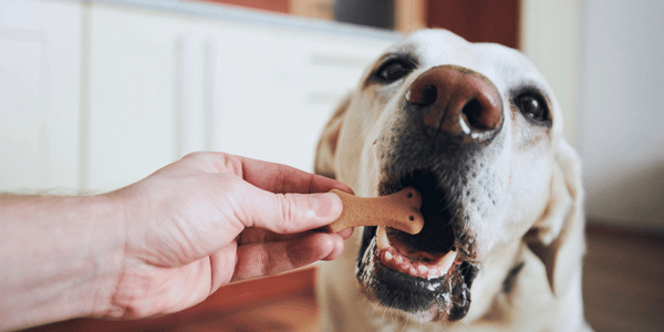 baked dog treats