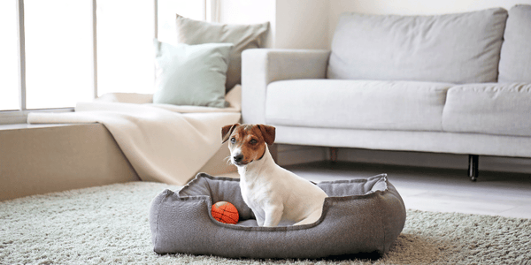 Ball Bed - Bully Sticks Central