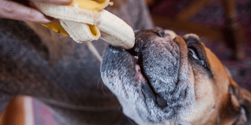 Banana Oatmeal Dog Treats