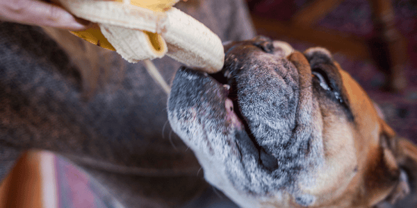 Banana Treats for Dogs - Bully Sticks Central