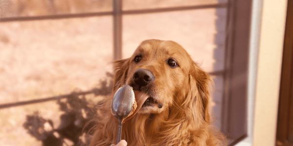 Banana Yogurt Peanut Butter Dog Treats - Bully Sticks Central