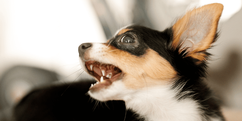 Barking Puppy Training - Bully Sticks Central