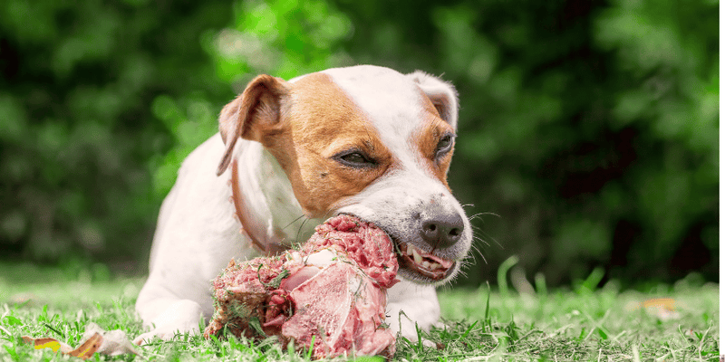 Beef Dog Bones - Bully Sticks Central