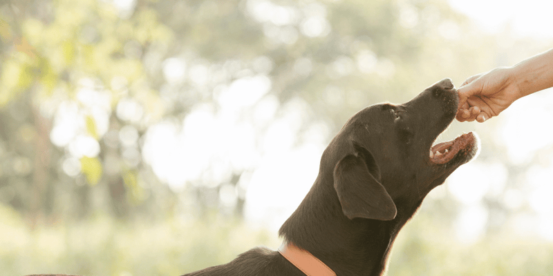 Beef Esophagus Dog Treats - Bully Sticks Central