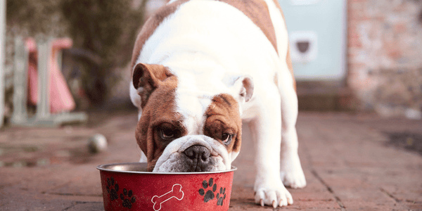 Beef Lung Dog Treats - Bully Sticks Central