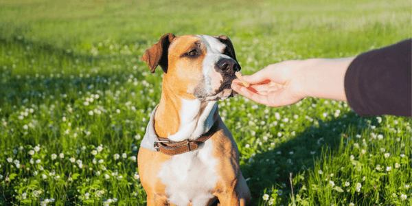 Benefits of All-Natural Dog Treats - Bully Sticks Central
