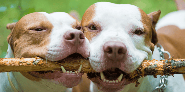 Best treats for pitbull puppies hotsell