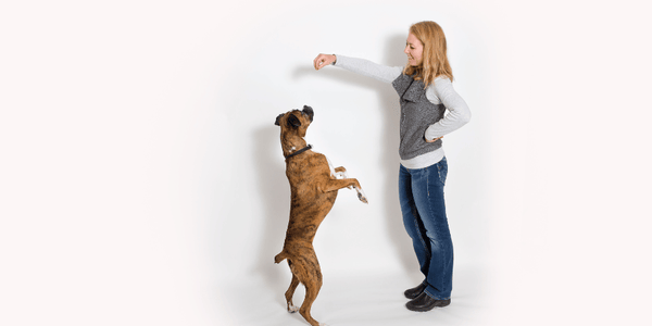 Best Cbd Treats for Dogs - Bully Sticks Central