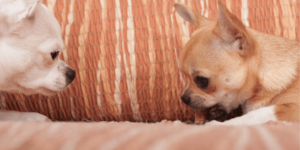 Best Chewy Dog Treats - Bully Sticks Central