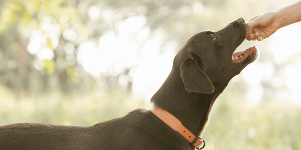 Best Chewy Dog Treats - Bully Sticks Central