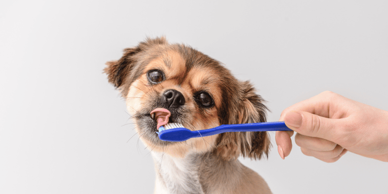 Best Dental Treats For Dogs - Bully Sticks Central