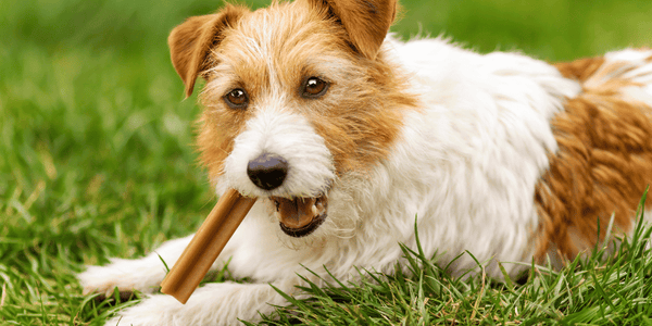 Best Dental Treats For Dogs - Bully Sticks Central