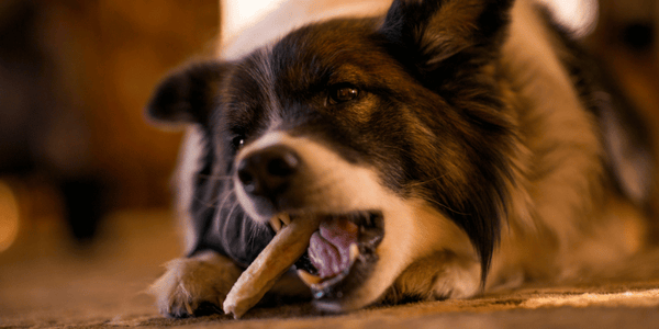 Best Dog Bone - Bully Sticks Central