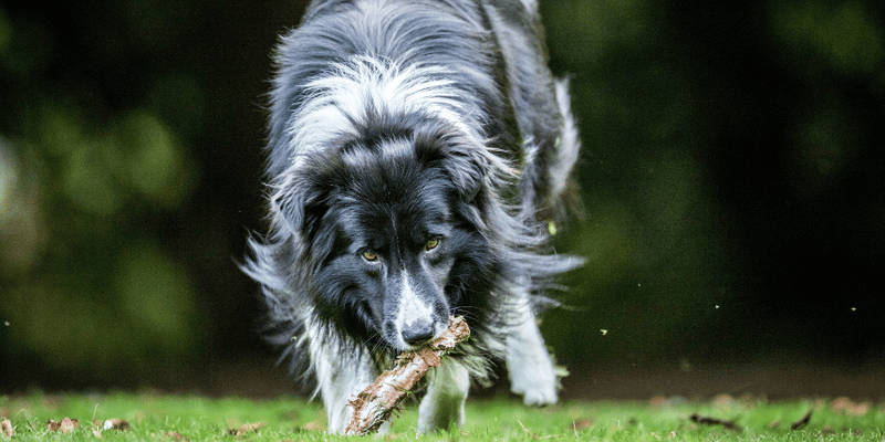 Best Dog Bones - Bully Sticks Central