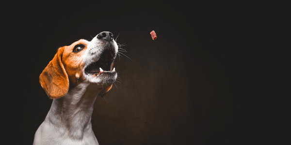 Best Dog Breath Freshener Treats - Bully Sticks Central