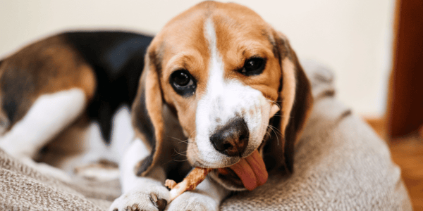 Best Dog Chew Treats - Bully Sticks Central