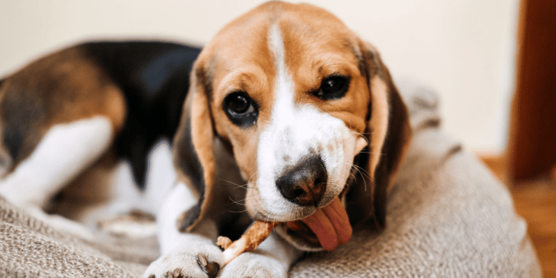 Best Dog Chew Treats