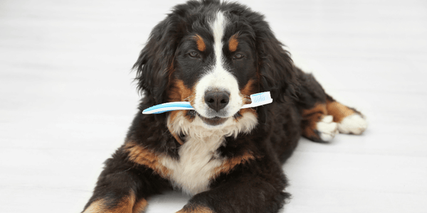 Best Dog Teeth Cleaning Treats - Bully Sticks Central