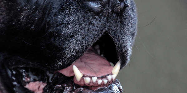 Best Dog Treat For Bad Breath - Bully Sticks Central