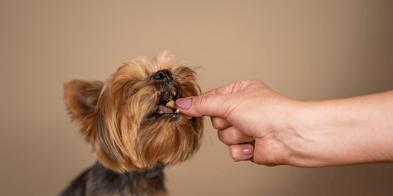 Best Dog Treats - Bully Sticks Central