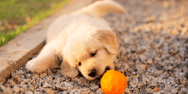 Best Dog Treats For Golden Retriever Puppies - Bully Sticks Central