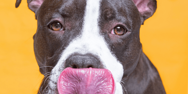 Best Dog Treats For Pitbulls - Bully Sticks Central