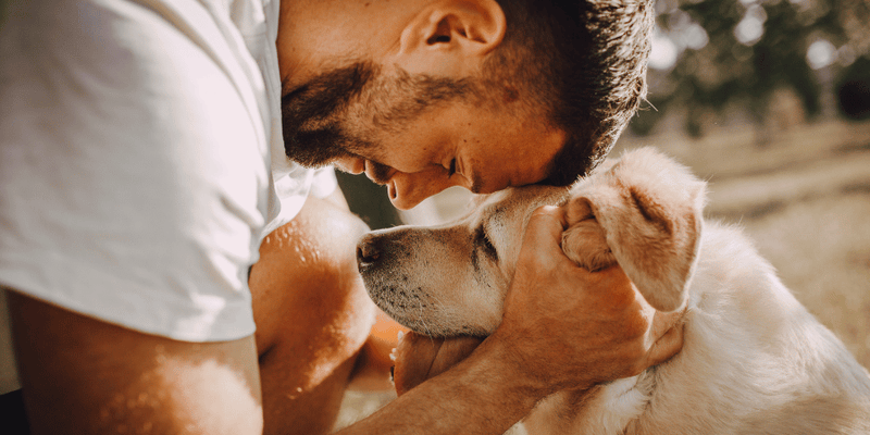 Best Dog Treats For Senior Dogs - Bully Sticks Central