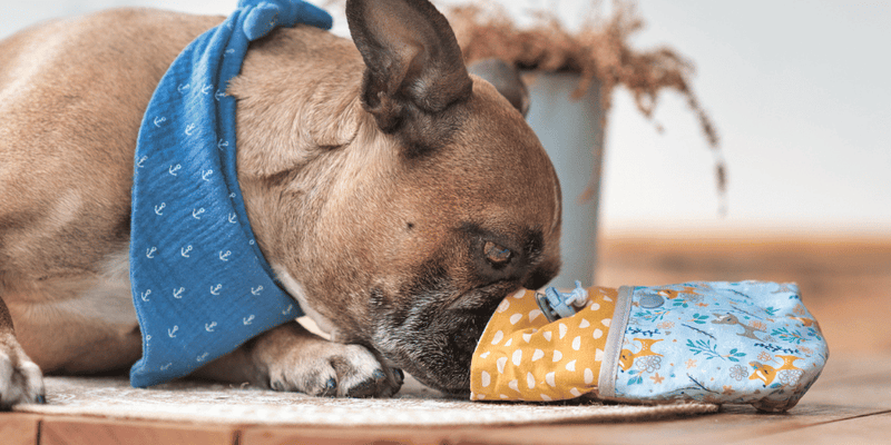 Best Dog Treats for Small Dogs - Bully Sticks Central
