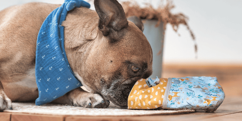 Best puppy treats top for small dogs