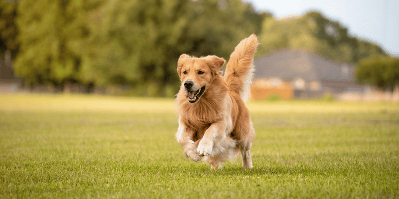 Best Doggy Treats - Bully Sticks Central