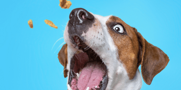 Best Healthy Dog Training Treats - Bully Sticks Central