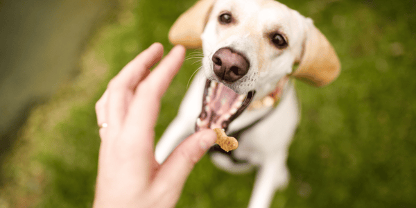 Best Low Calorie Dog Treats - Bully Sticks Central