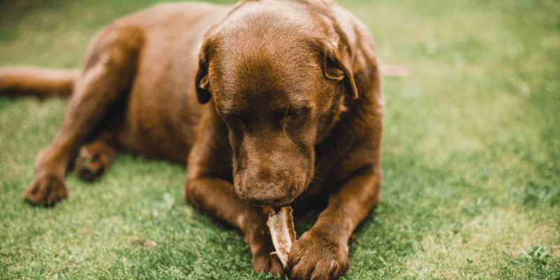 Best Raw Bones For Dogs - Bully Sticks Central