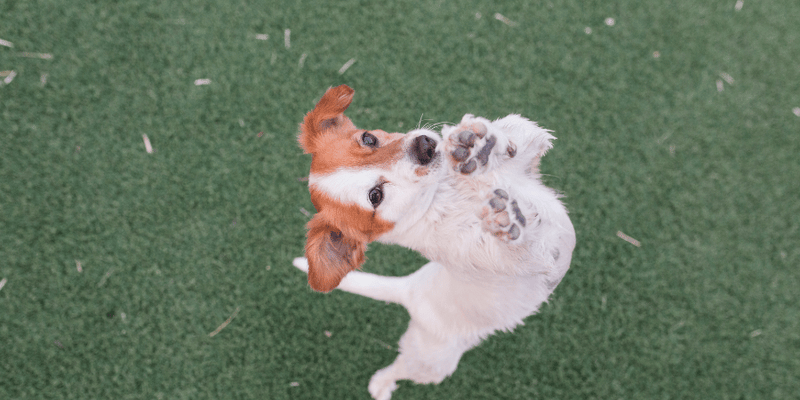 Best Small Dog Treats - Bully Sticks Central