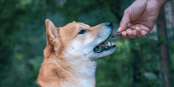 Best Soft Treats For Dogs - Bully Sticks Central