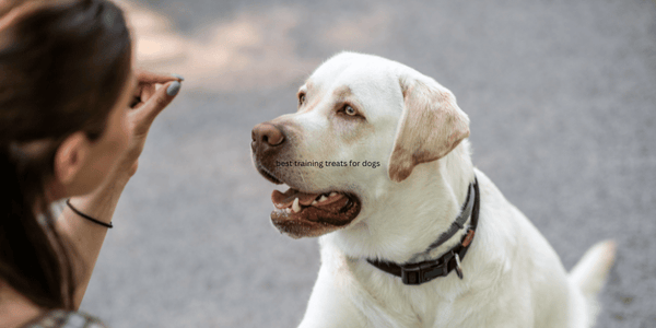 Best Training Treats For Dogs - Bully Sticks Central