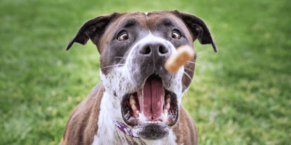 Best Training Treats For Pitbulls - Bully Sticks Central