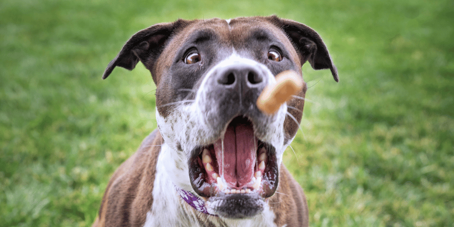 Best Training Treats For Pitbulls