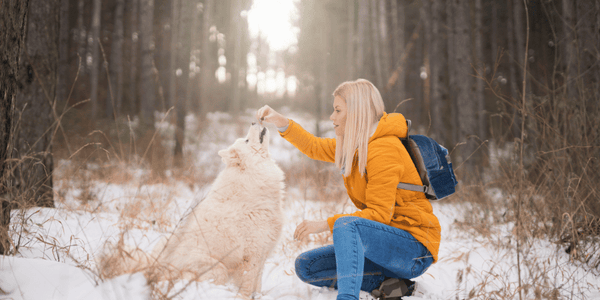 Best Treats For Diabetic Dogs - Bully Sticks Central