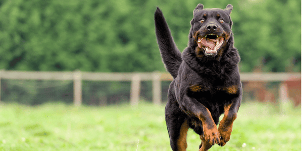 Best Treats for Large Dogs - Bully Sticks Central