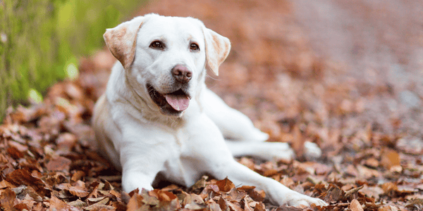 Best Treats For Older Dogs - Bully Sticks Central