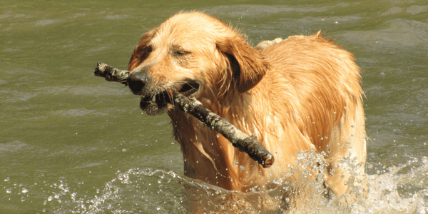 Best Treats For Your Dog - Bully Sticks Central