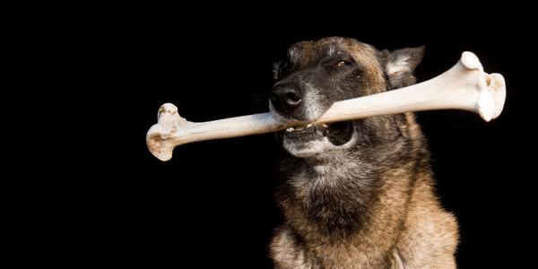 Big Bones for Dogs - Bully Sticks Central