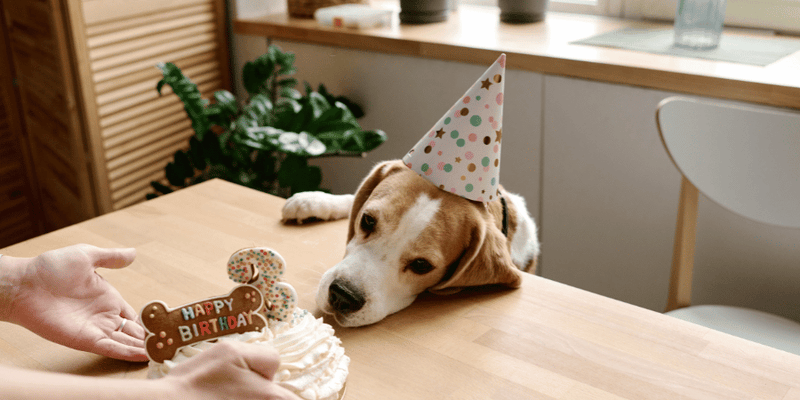 Birthday Dog Treats - Bully Sticks Central