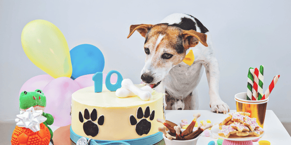 Birthday Treats for Dogs - Bully Sticks Central