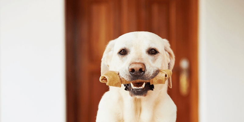 Bone Broth Dog Treats - Bully Sticks Central